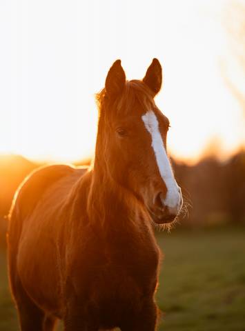Petite fille de ComilfoPlus Z 