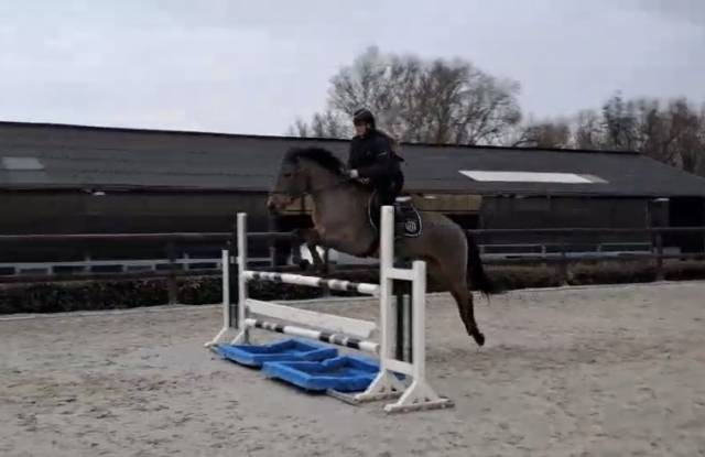 Polo De Pablo - Cheval &agrave; vendre de loisirs 9 ans