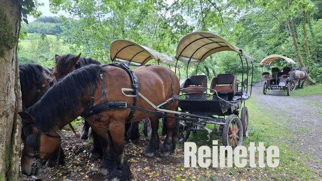 Jument trait ardennais 17 ans &agrave; vendre