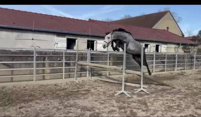 Male 4 ans Catchar mail x Casano