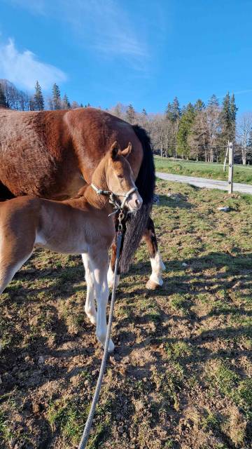 A placer pour cet automne poulain FM Cappucino 