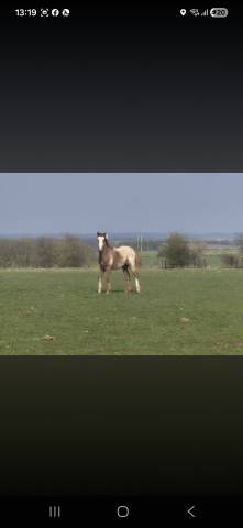 Poulain paint appaloosa a vendre 1 an