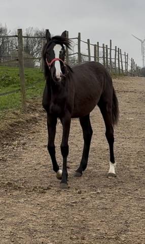 Femelle 1 an par Big star