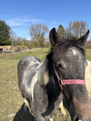 Jeune pouliche de 1an