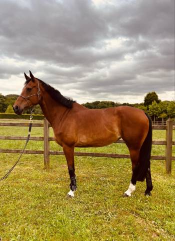 Jument pleine &agrave; vendre 