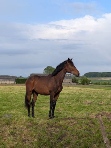 Poulain castr&eacute; 2 ans BWP