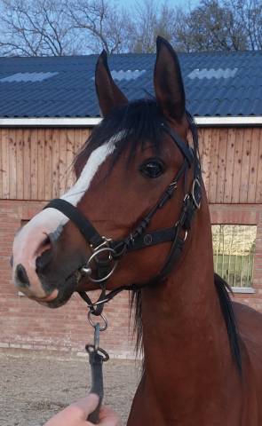 Etalon pur sang arabe pour saillies 