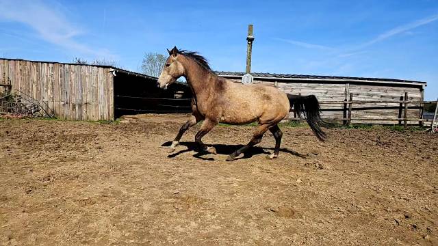 Quarter horse ONC Idabelle