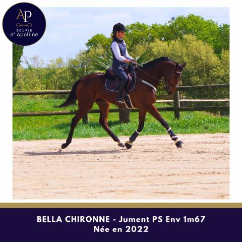 Belle jument 4 ans env 1m67