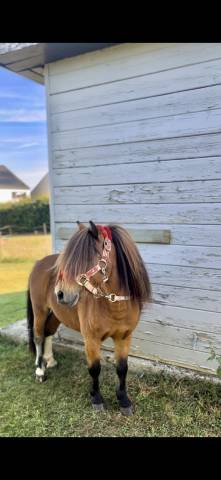 Poney Shetland 