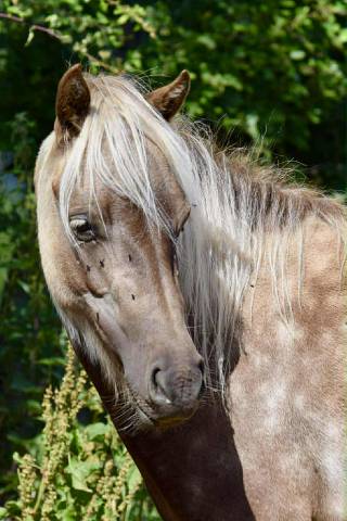 Adorable jument Classic Pony - 6 ans &ndash; 104 cm