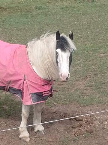Magnifique jument Irish Cob 2 yeux bleus gestante