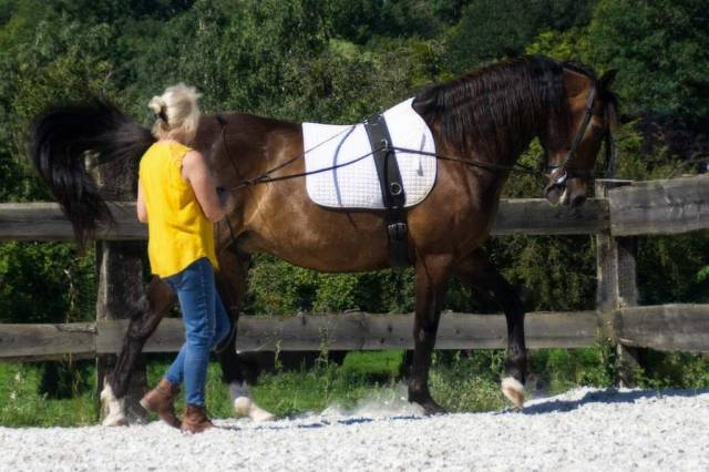 Lusitanien &agrave; vendre