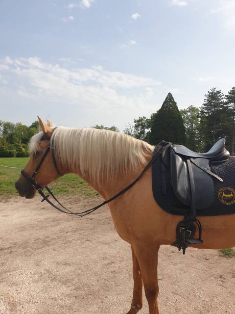 Selle de Dressage Zaldi New Kent - 16,5" 