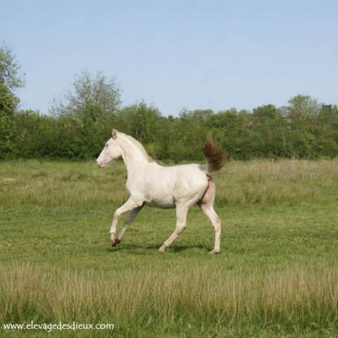 Pouliche 1 An PP Race Cr&egrave;me de robe Cr&egrave;me .