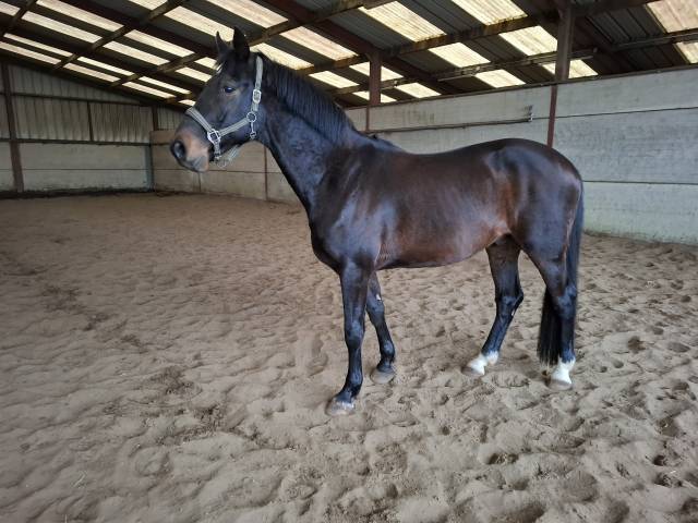 Cheval de sport &agrave; vendre