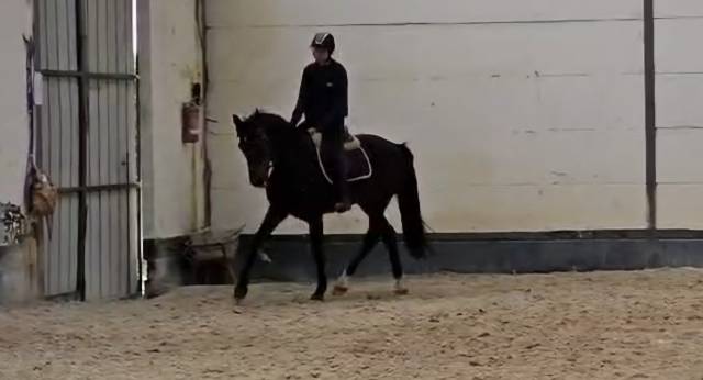 Cheval de sport &agrave; vendre