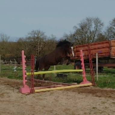 PONETTE CONNEMARA  5 ANS - 145 CMS