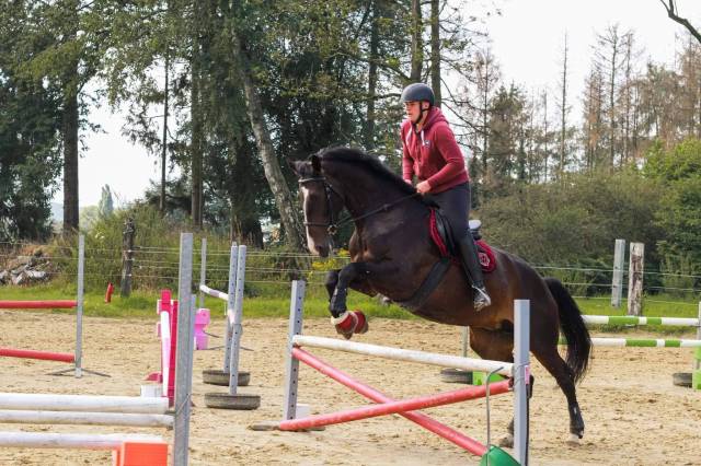 Chevai &agrave; vendre