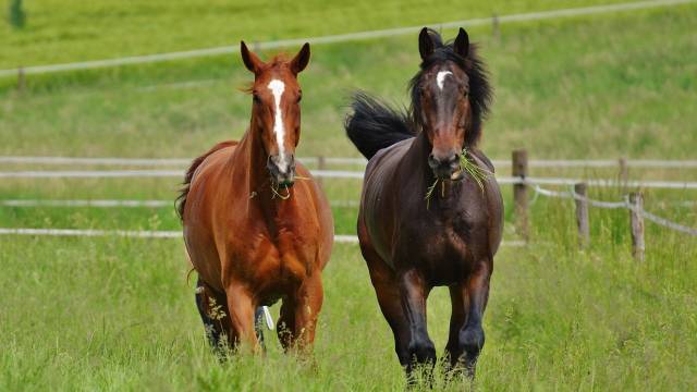 Terrain agricole de 4,5 hectares - H&eacute;rault (34)