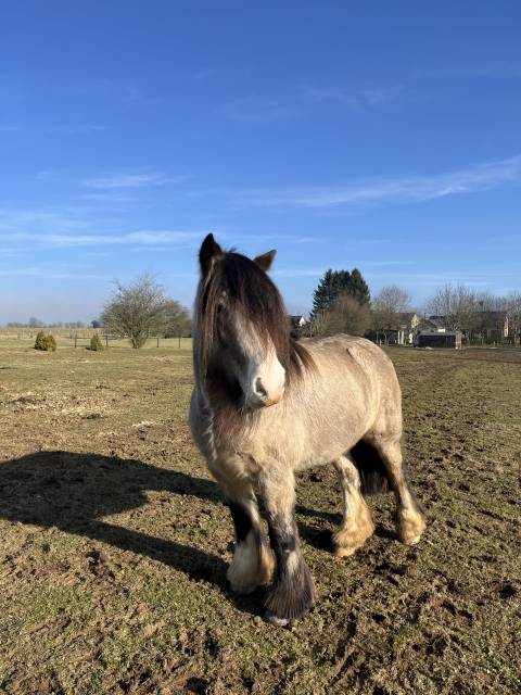 Jument Irish Cob &agrave; vendre