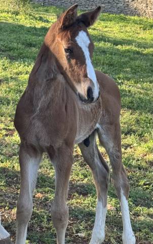 Poulain sf par consul dl vie 