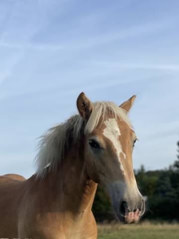 Haflinger sport de 3 ans