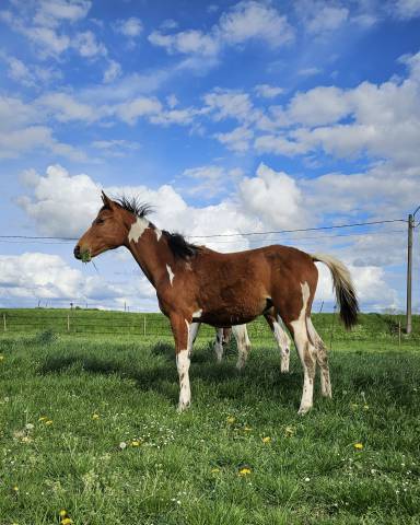 Pouliche Pie Zangersheide par Eras ste Hermelle 