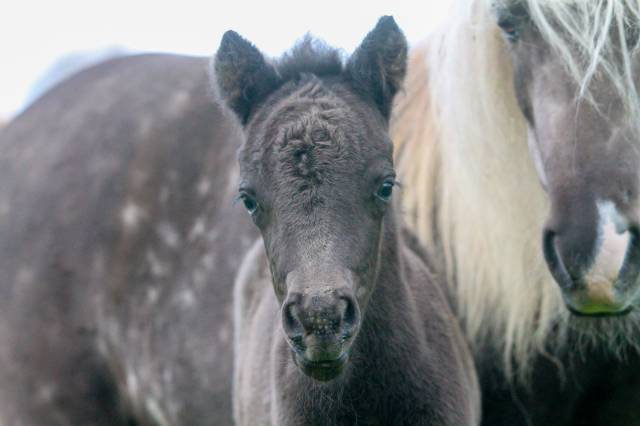 Poney miniature 