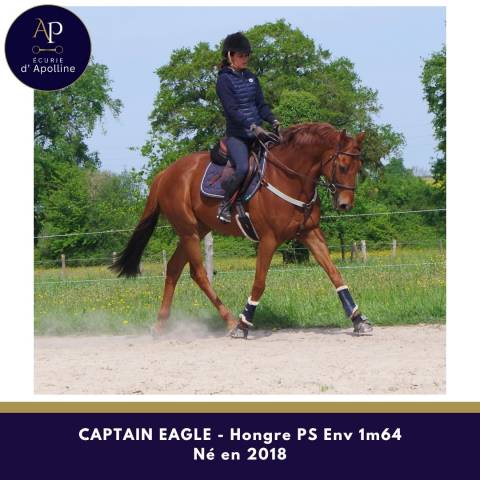 Magnifique hongre env 1m64