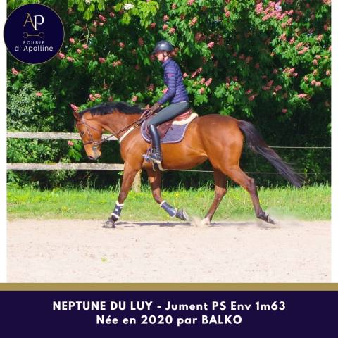 Belle jument 6 ans bon mental