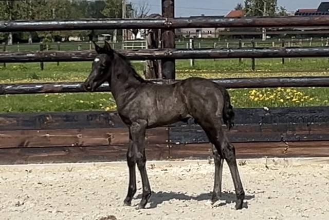 ZONIK PLUS foal m&acirc;le 2026 &agrave; r&eacute;server