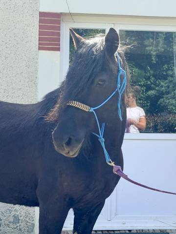 Poney &agrave; vendre 