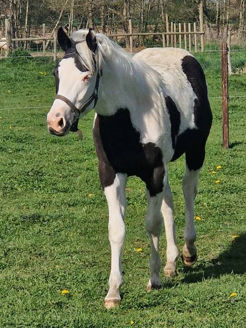 Pouliche paint horse pp