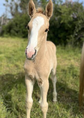 Poulain sf palomino 