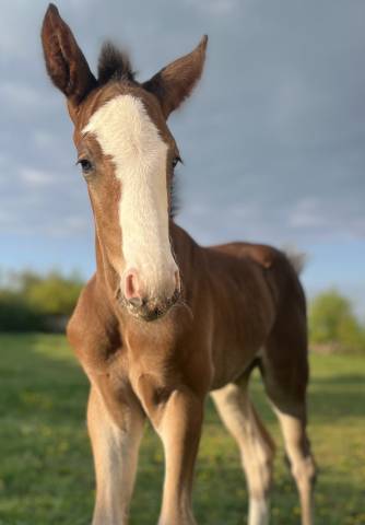 Superbe foal sf par CANDY de NANTUEL x PLOT BLUE 