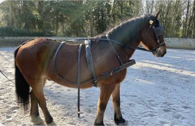 Harnais d’attelage taille cob