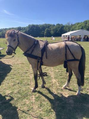 harnais en paire poneys