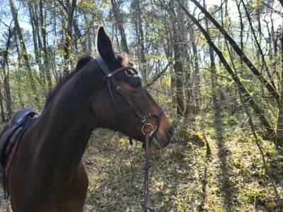 Bridon PS of sweden modele nirak havane taille cob