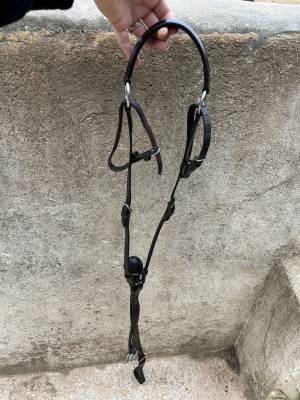 Martingale taille cob/pur sang
