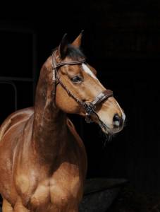 Bridon Hackamore Bridon Hackamore