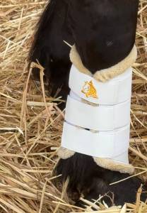 Protecteurs de tendons Trotando Juntos – Confort, sécur