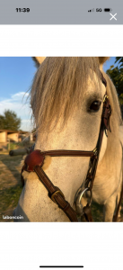 Bridon équipe emporio