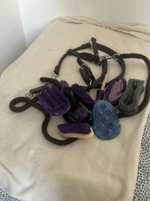 Licol + kit nettoyage offert 