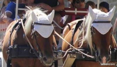 Bonnet chasse mouches blanc neuf cheval de trait