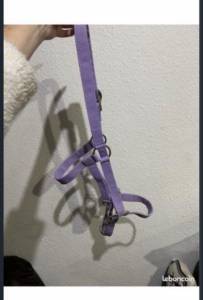 Licol violet taille cob  Petit Cheval poney équitation