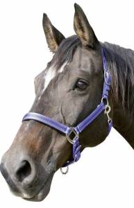 Licol cheval bleu roi et noir