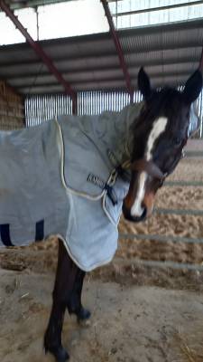 Couverture anti mouche Horse Ware 