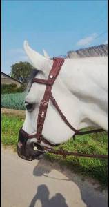 Bridon CWD Flexmotion avec rênes biothane CWD