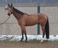 Hongre 6 ans Ducati Van shuttershoff x Quasimodo Z